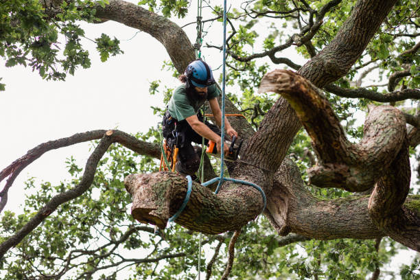 How Our Tree Care Process Works  in  Cedar Hills, OR