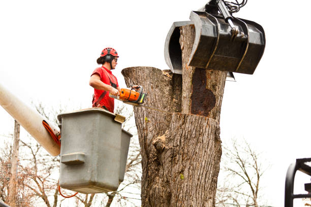 Best Commercial Tree Services  in Cedar Hills, OR